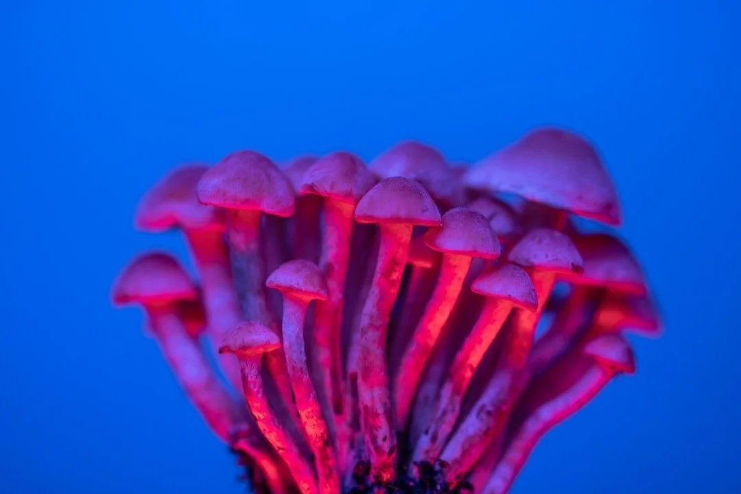 Psychedelic Integration & Safety